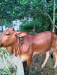 বকনা গরুর